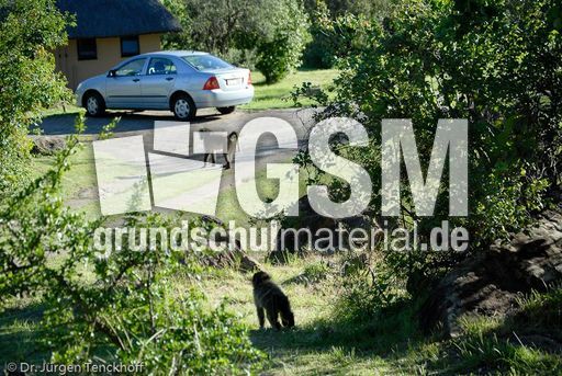 Tschakma Pavian (5 von 48).jpg